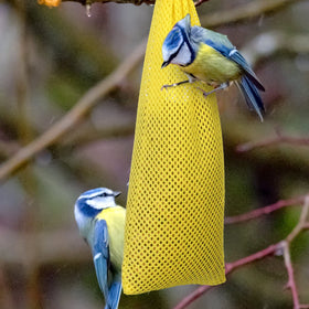 Shappy finch sock feeder yellow cord lock in action