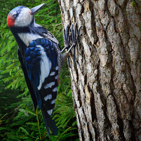 Shefio metal woodpecker figurine perched in garden adds seasonal charm