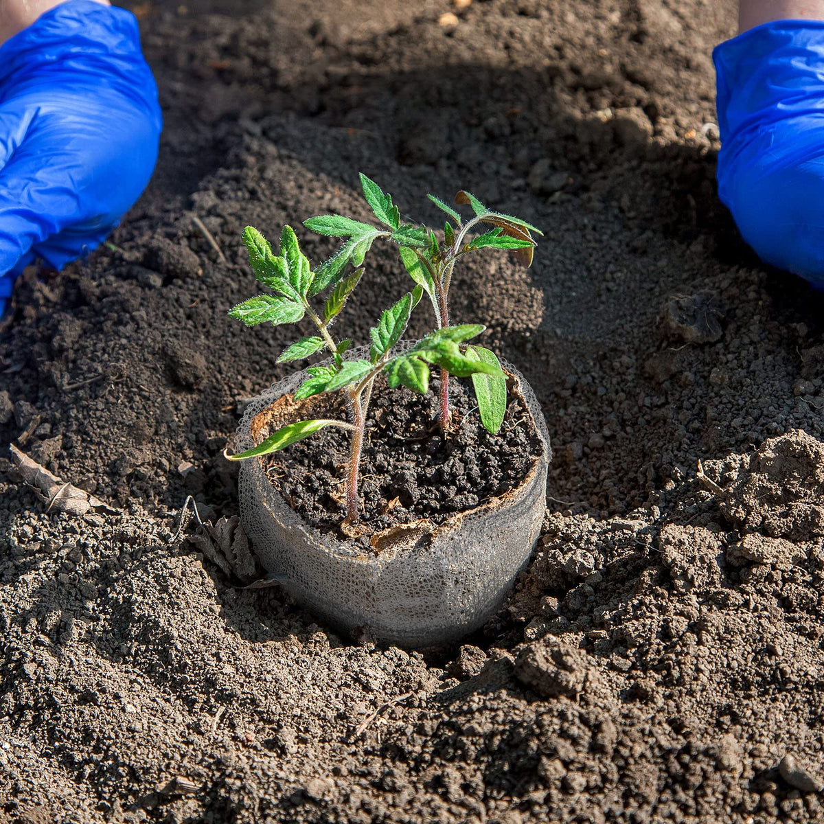 Shimeyao gopher basket prevents pests from reaching roots and tubers