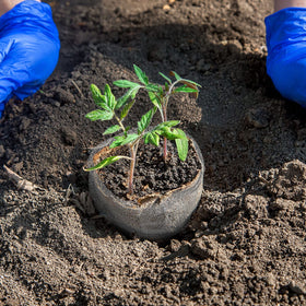Shimeyao gopher basket prevents pests from reaching roots and tubers