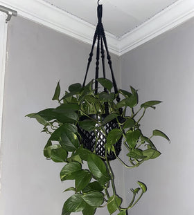 Shineloha 12-inch pot compatibility for ceramic or plastic pots.