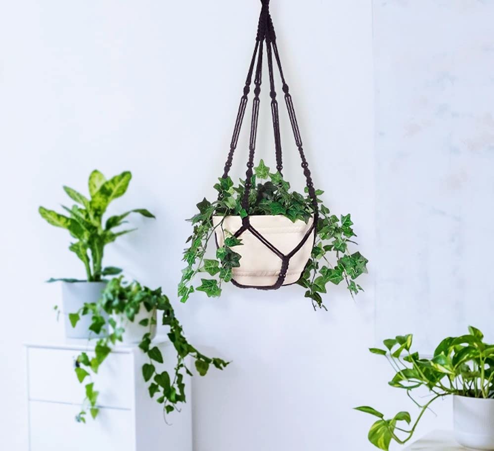 Shineloha gift-ready packaging for plant lovers.