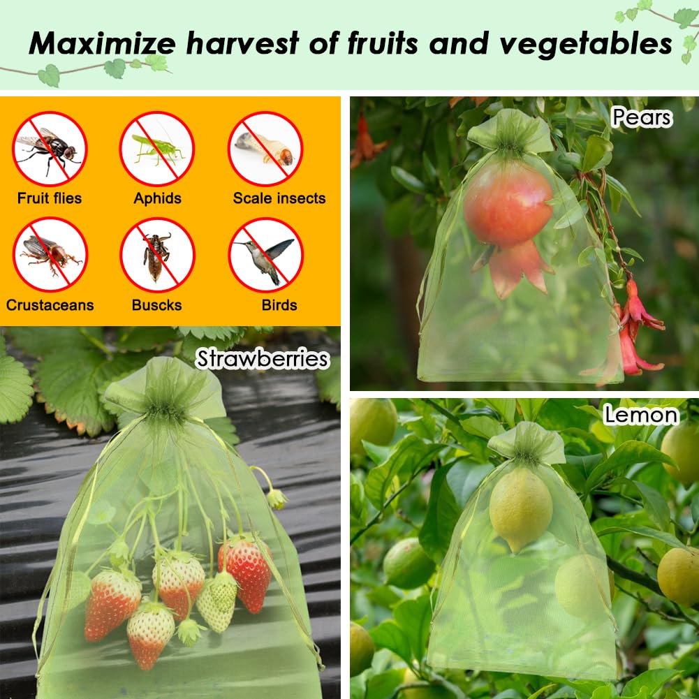 Shintop fruit protection bags ideal for mango and tomato crops.