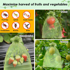 Shintop fruit protection bags ideal for mango and tomato crops.