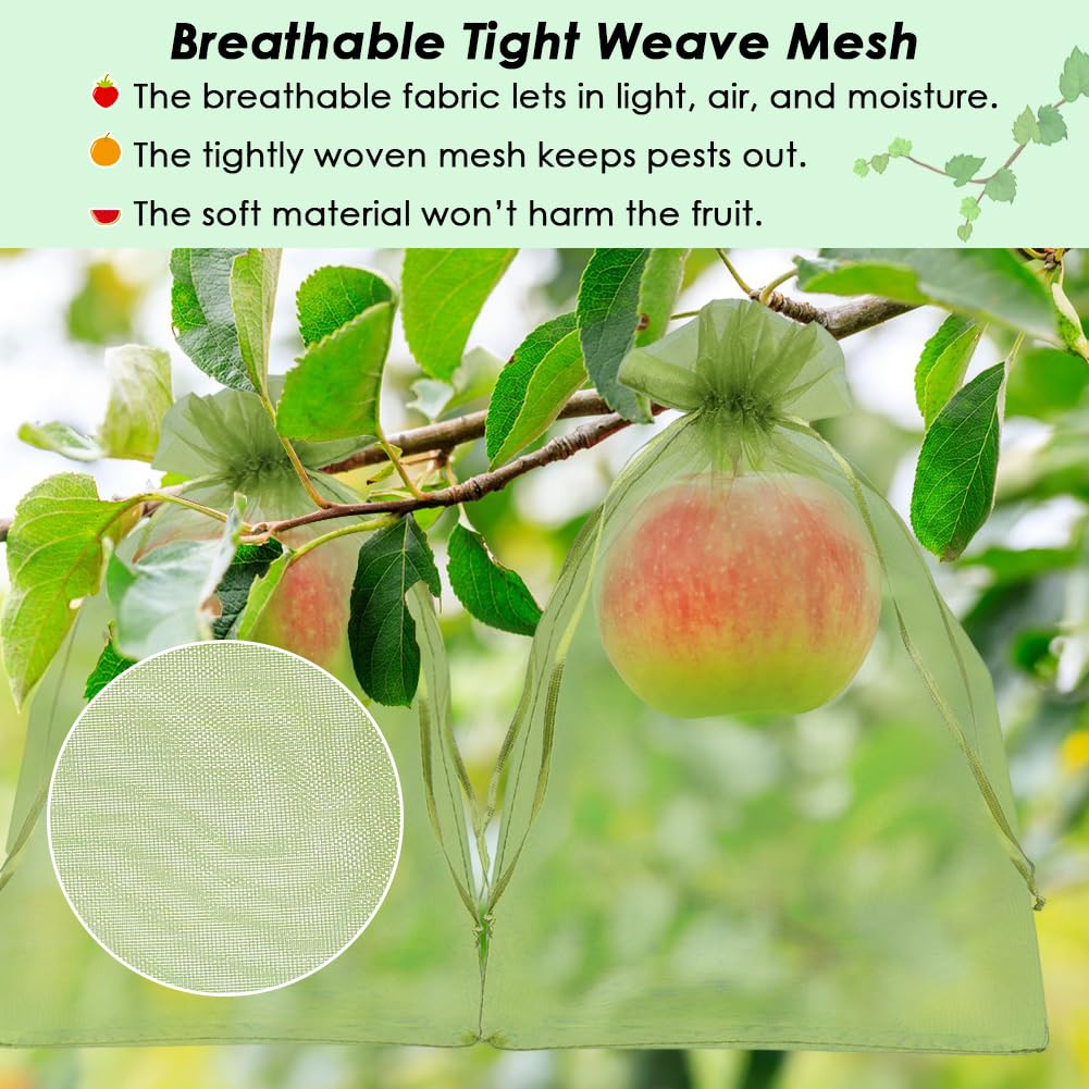 Shintop translucent fruit bags shielding mangoes while watching growth.