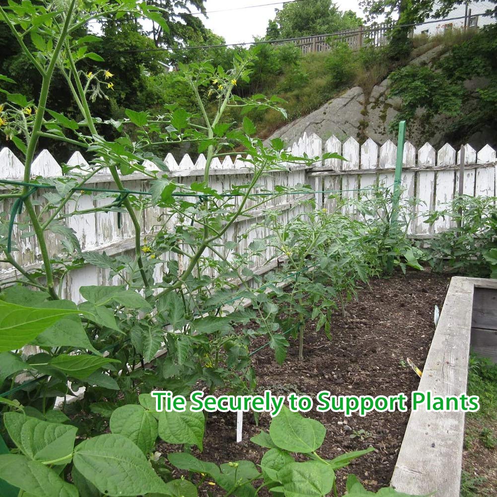 Shintop wind-resistant tomato support helps stabilize plants in breezes.
