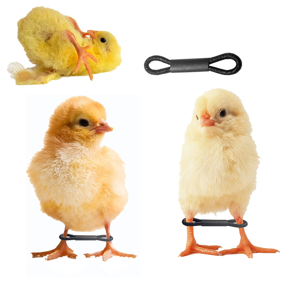Shitailu 100-piece baby chicken splay-leg hobble brace pack helps gentle leg alignment.