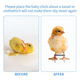 Shitailu chick with legs aligned by hobble brace demonstrating natural position.