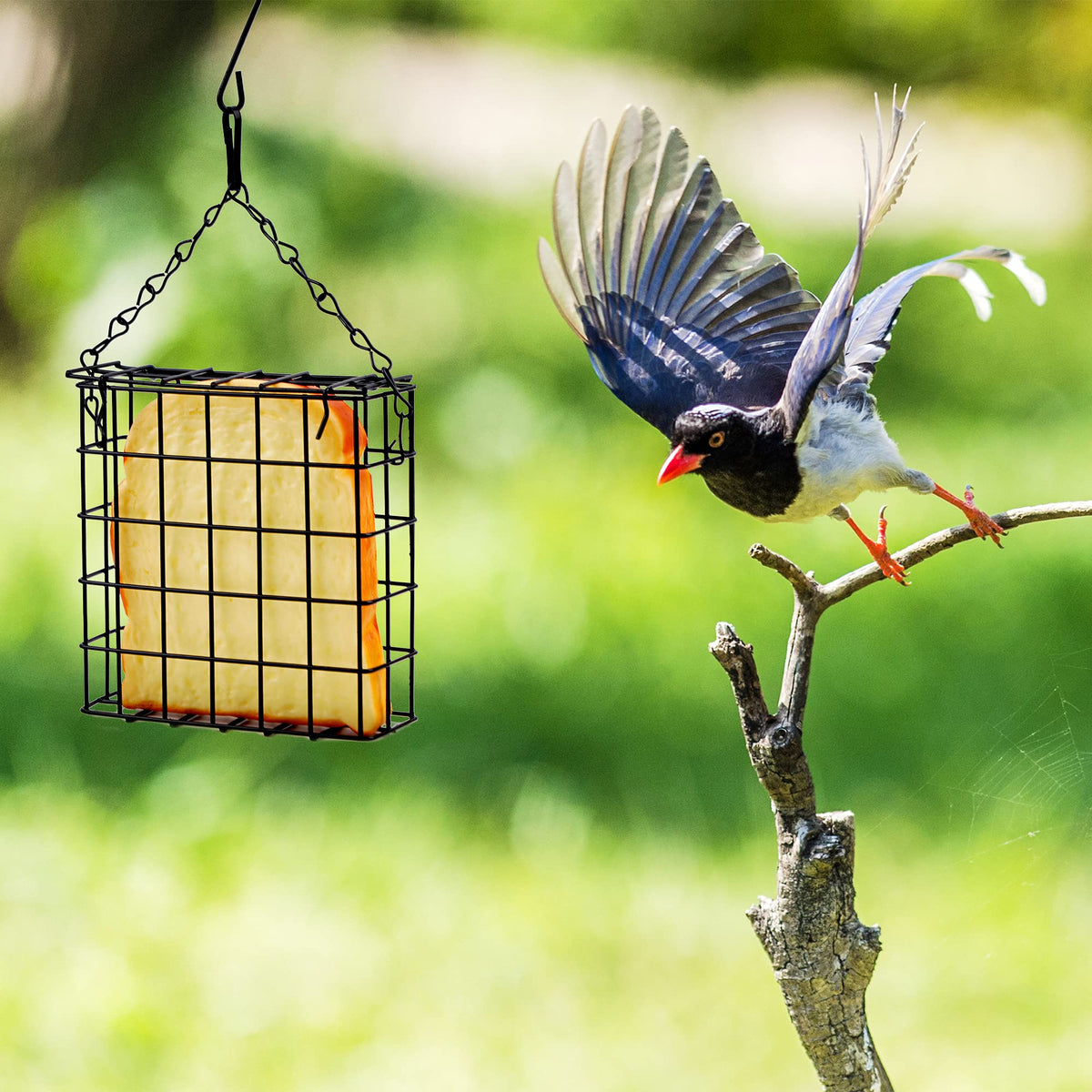 Shitailu compact suet feeder measures 4.72 by 5.31 by 1.57 inches.