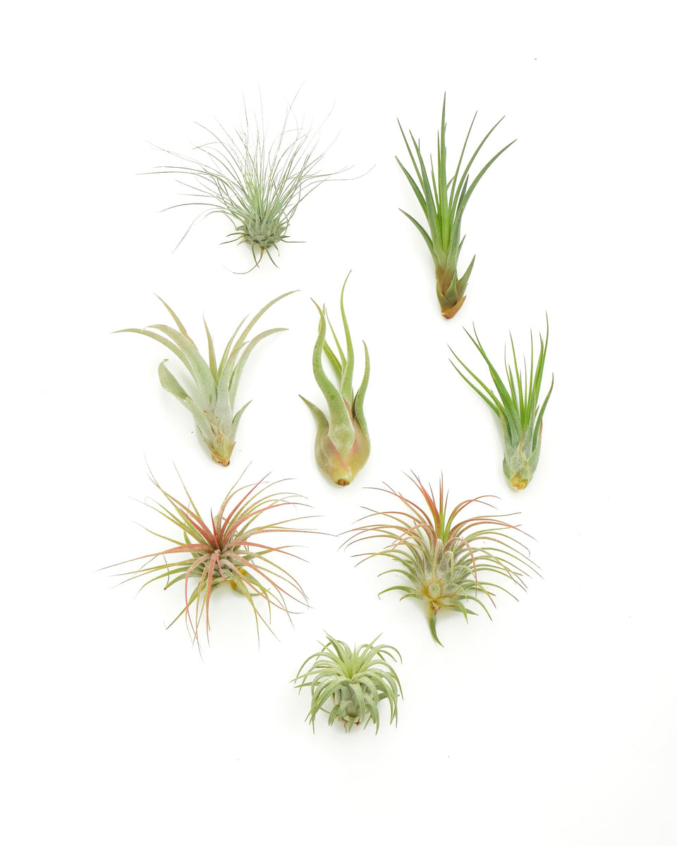 Shop Succulents air plants assorted collection for vibrant terrarium displays.