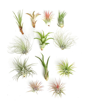 Shop Succulents air plants on decorative mounts for modern decor ideas.