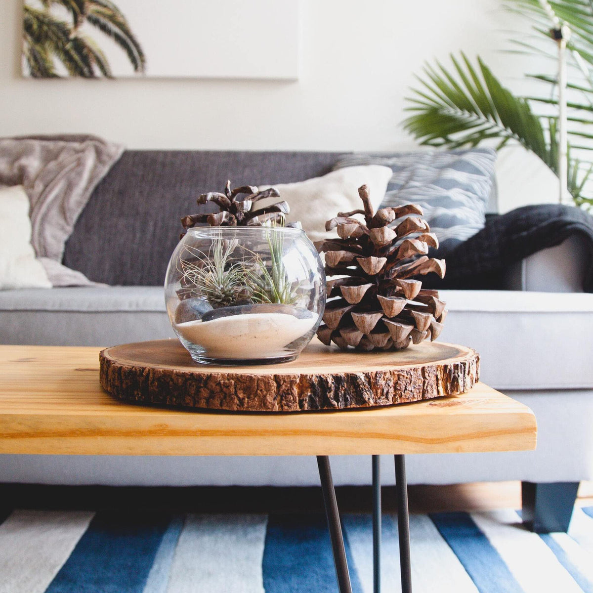 Shop Succulents air plant collection ideal for DIY terrariums and vertical decor.