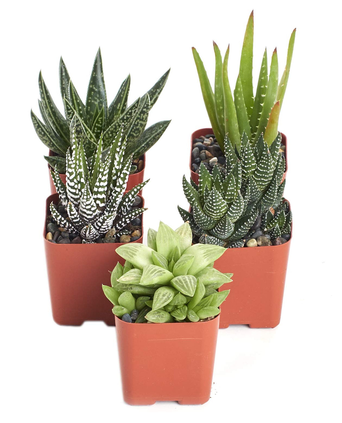 Shop Succulents aloe collection five-pack in 2-inch pots, perfect for gifting