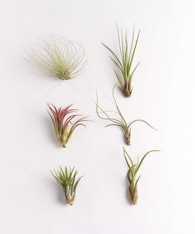 Shop Succulents assorted air plants of different species for vibrant, low-maintenance displays.
