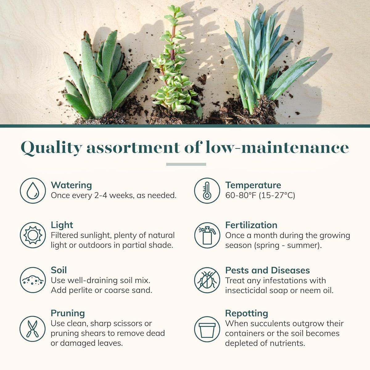 Shop Succulents indoor-garden setup with low-maintenance, vibrant textures