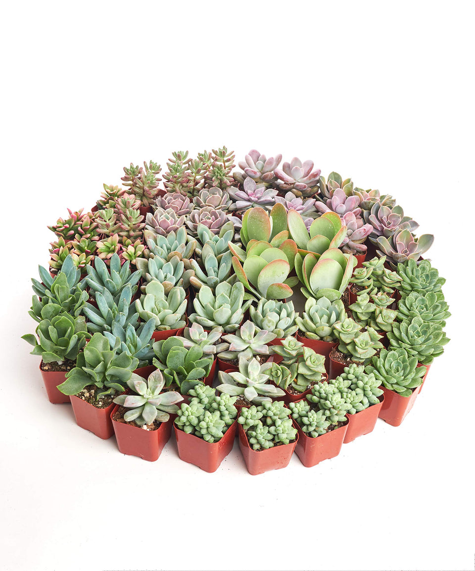 Shop Succulents assorted mini succulents pack live plants for easy home greenery
