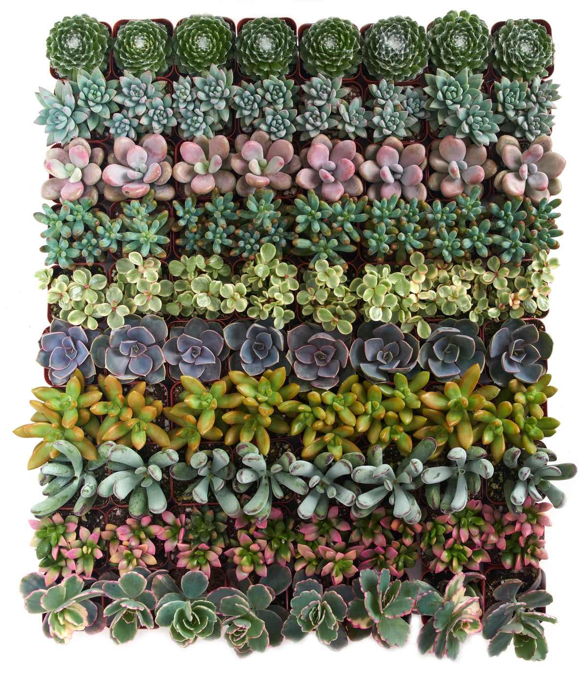 Shop Succulents wedding-favors with colorful mini succulents for guests' keepsakes