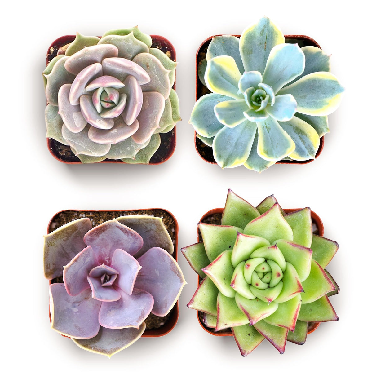 Shop Succulents Blush Rosette Pack overview shows pastel rosettes for chic decor.