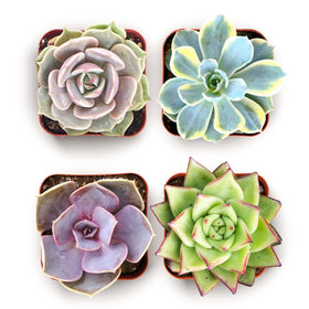 Shop Succulents Blush Rosette Pack overview shows pastel rosettes for chic decor.