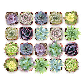 Shop Succulents Blush Rosette in-pot with soft pastel colors for elegant centerpieces.