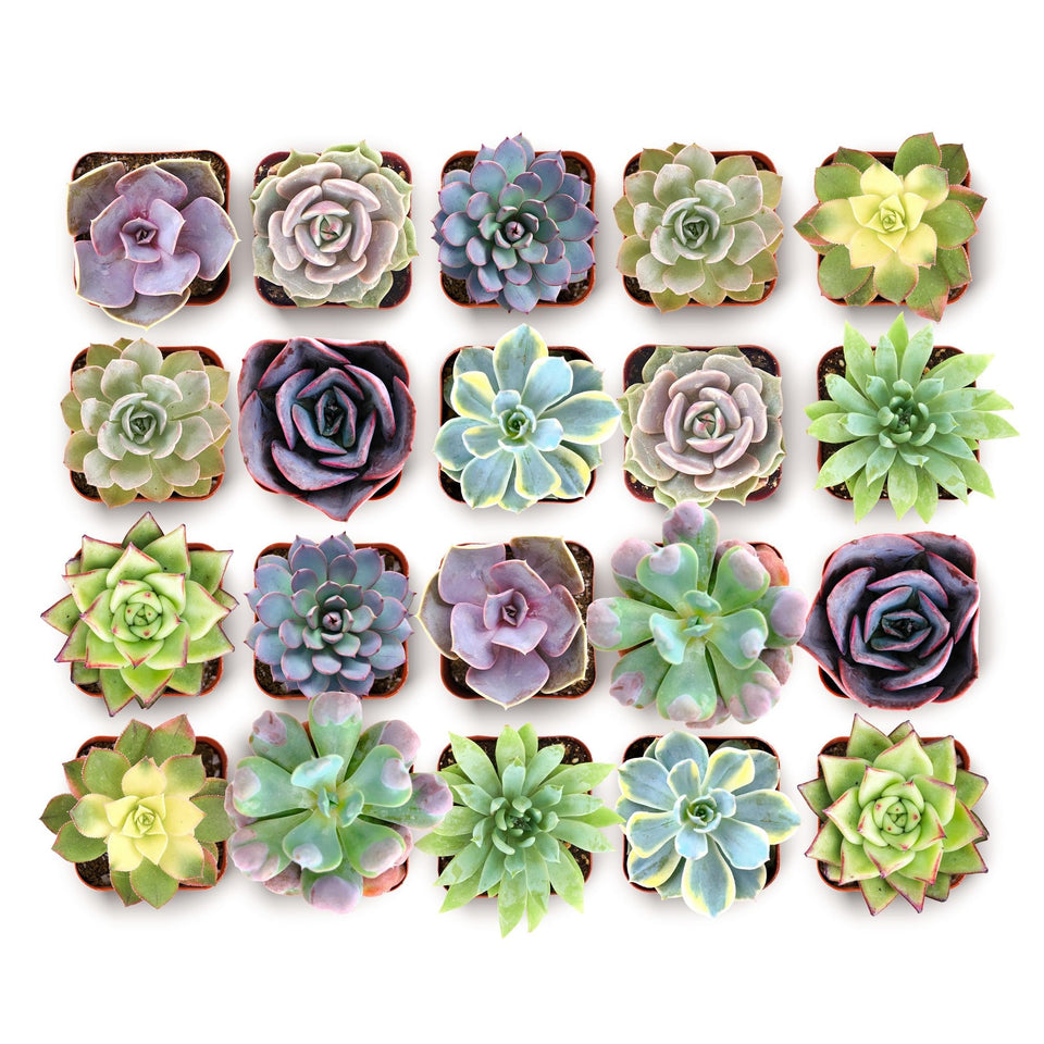 Shop Succulents Blush Rosette in-pot with soft pastel colors for elegant centerpieces.