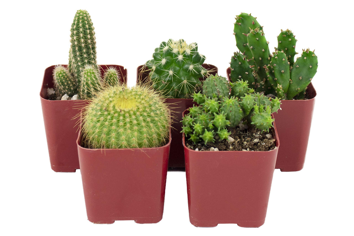 Shop Succulents Can't Touch This collection: assorted cacti in 2in pots ready for gifting.