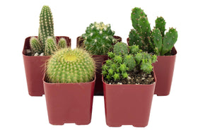 Shop Succulents Can't Touch This collection: assorted cacti in 2in pots ready for gifting.