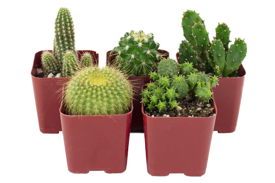 Shop Succulents Can't Touch This collection: assorted cacti in 2in pots ready for gifting.