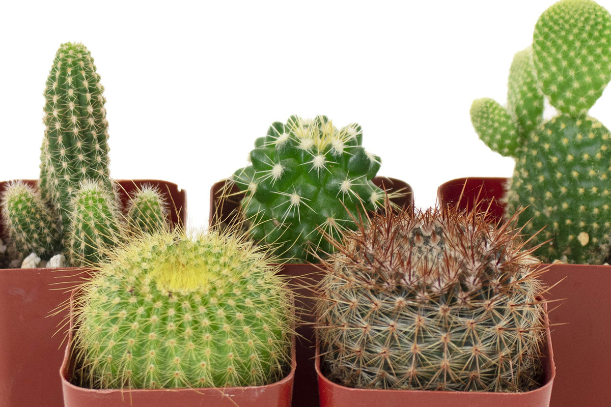 Shop Succulents Can't Touch This collection: care instructions included for easy beginner cactus care.