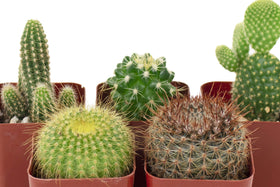 Shop Succulents Can't Touch This collection: care instructions included for easy beginner cactus care.
