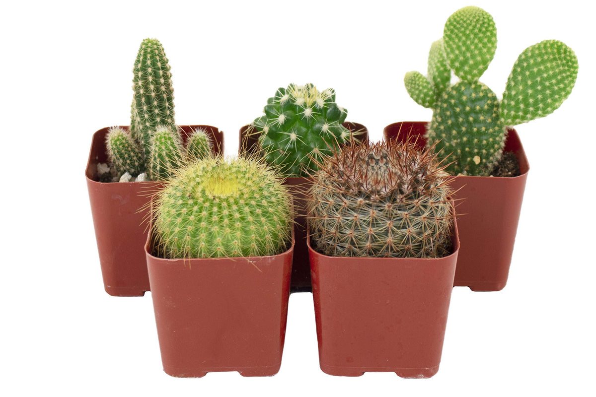 Shop Succulents Can't Touch This collection: fully rooted cacti ideal for quick setup.