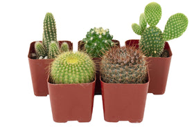 Shop Succulents Can't Touch This collection: fully rooted cacti ideal for quick setup.