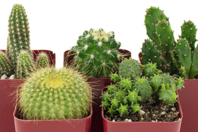 Shop Succulents Can't Touch This collection: gift-ready packaging protects each plant during shipping.