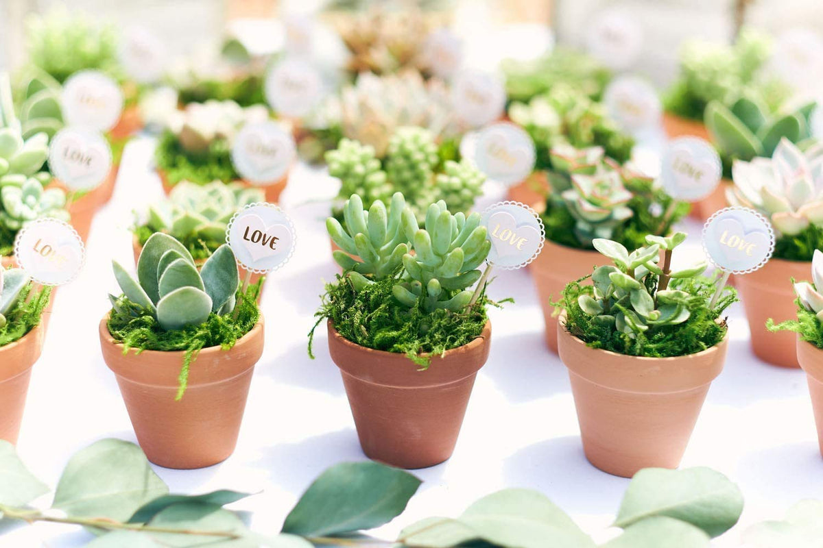 Shop Succulents Can't Touch This collection: sturdy shipping packaging ensures reliable delivery.