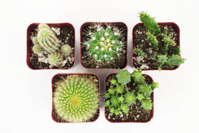 Shop Succulents Can't Touch This collection: perfect window sill decor for bright spaces.