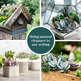 Shop Succulents care-guide-qr-code, quick access to care tips.