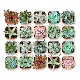 Shop Succulents coastal succulent bulk pack collection — diverse textures for coastal decor