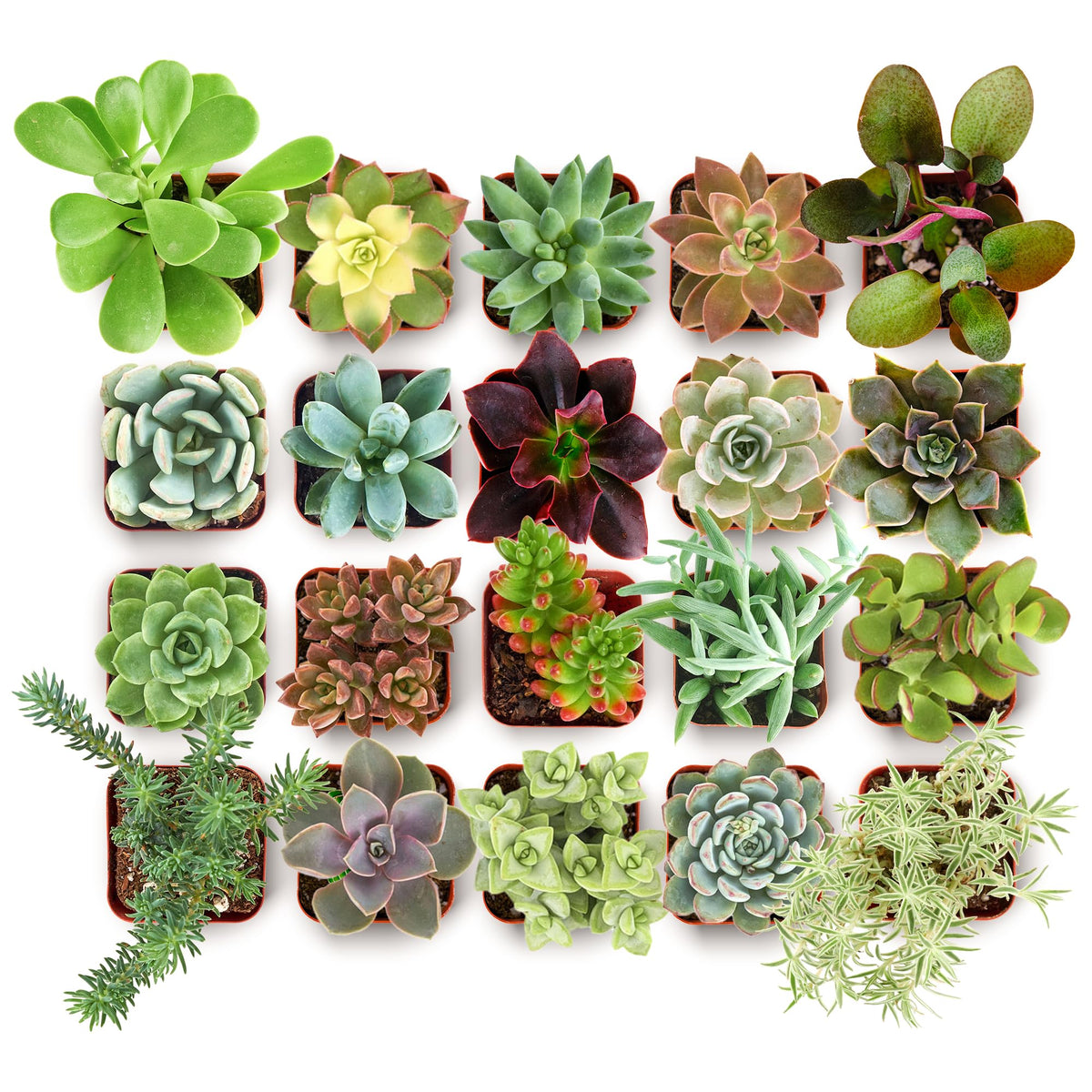 Shop Succulents collectors pack: diverse mini succulents in grow pots for easy display