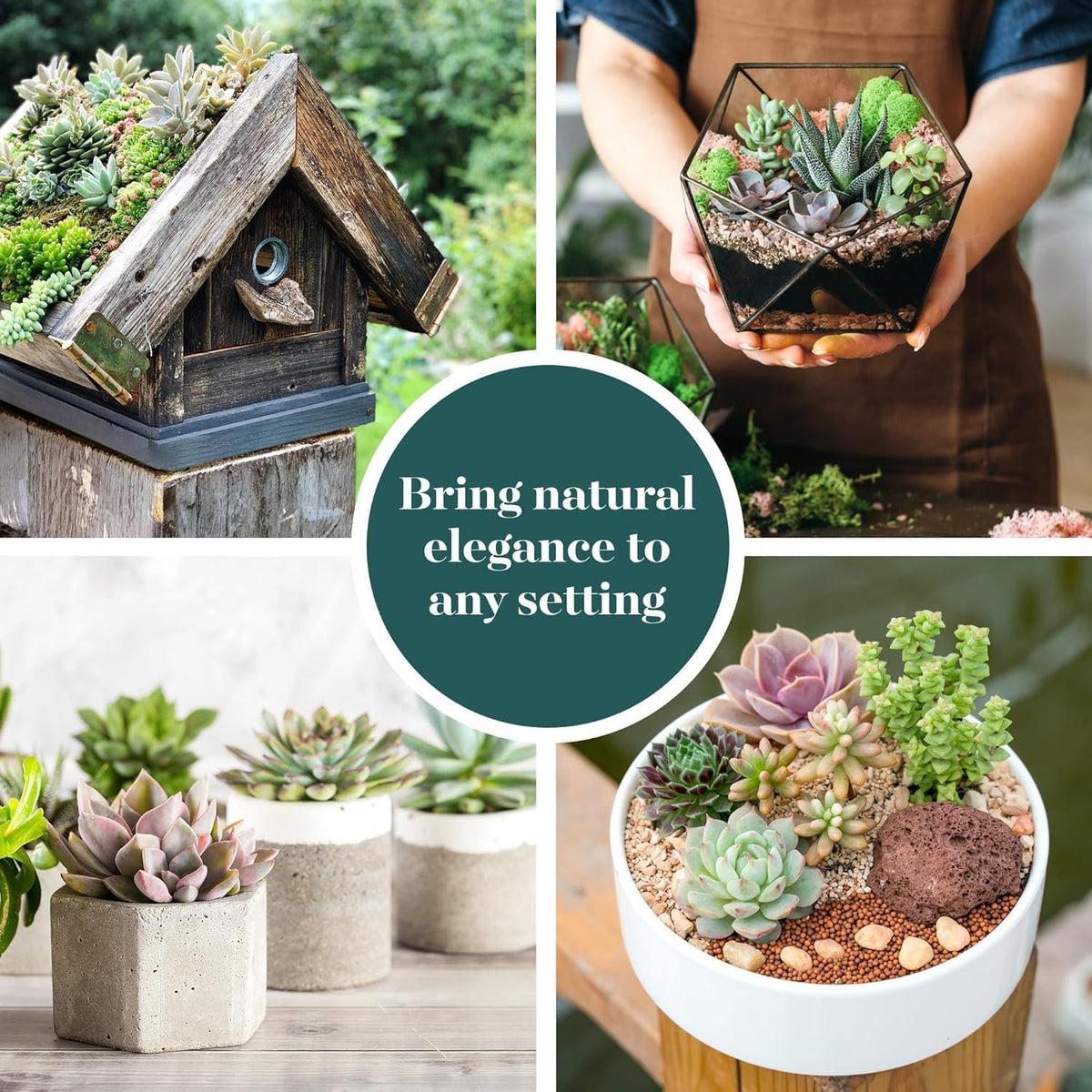 Shop Succulents colorful mix in pots suited for wedding favors and terrarium projects.