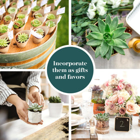 Shop Succulents colorful-rosette-variety, textured foliage to brighten tables.