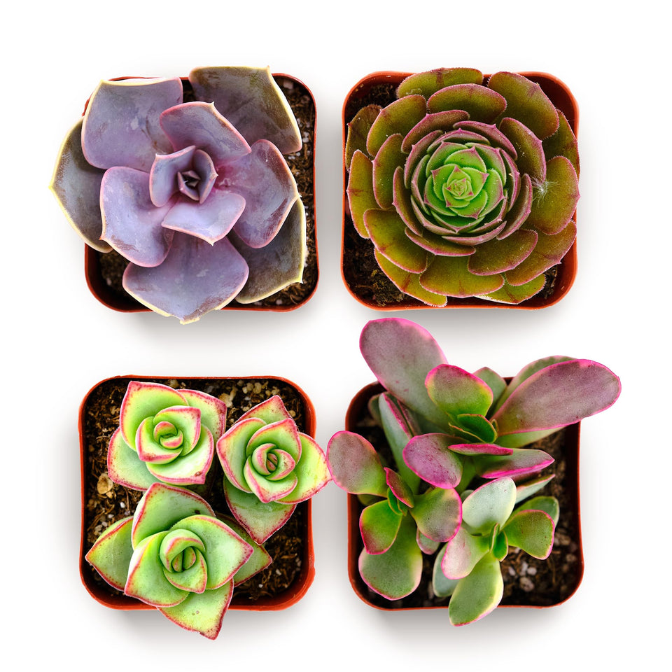 Shop Succulents colorful succulent plant pack in 2-inch grow pot for easy indoor decor.
