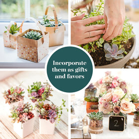 Shop Succulents colorful textures mini succulent for vibrant home decor.