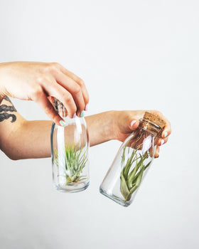 Shop Succulents hand-selected Tillandsia on driftwood for natural displays.