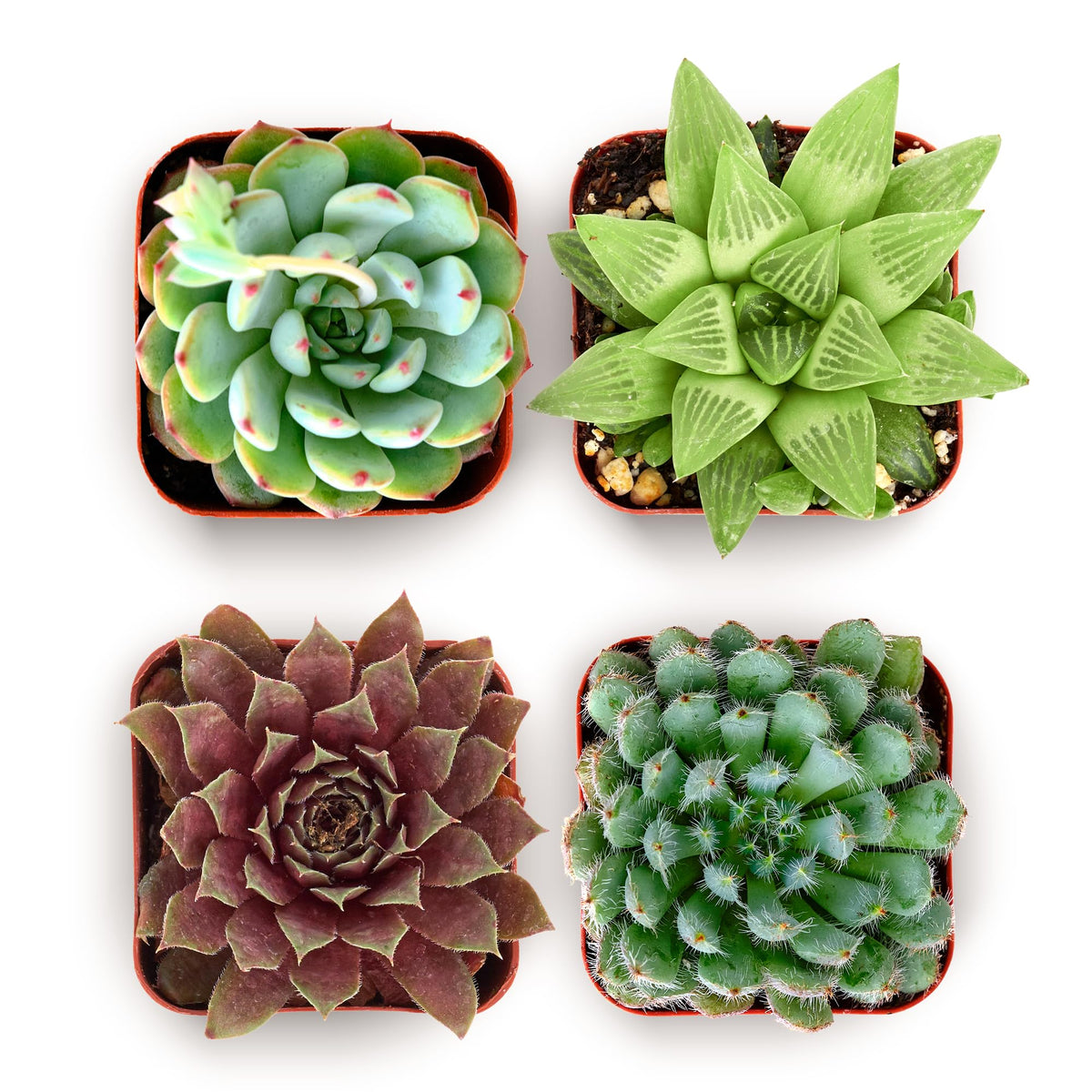 Shop Succulents Echeveria rosette 2-inch pot for bright centerpieces and easy gifting.