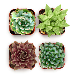 Shop Succulents Echeveria rosette 2-inch pot for bright centerpieces and easy gifting.