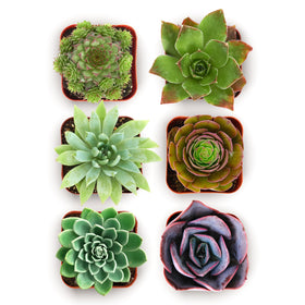 Shop Succulents echeveria rosette in a 2-inch pot, vibrant color for home décor.