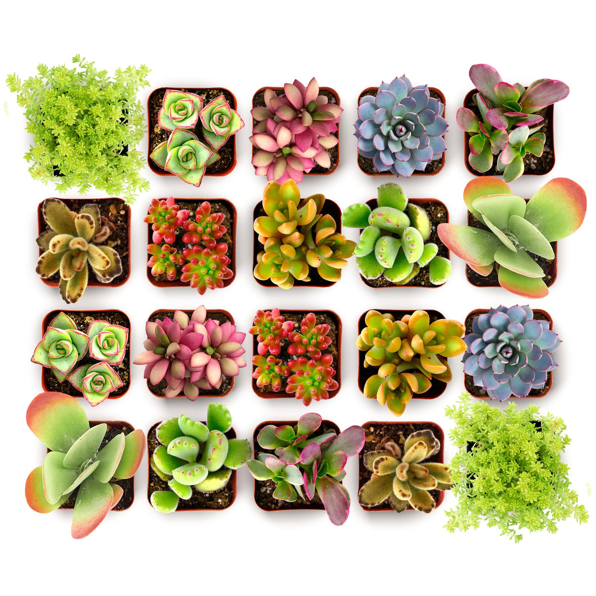 Shop Succulents Endless Summer 20-pack in pots for easy, low-maintenance greenery.