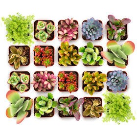 Shop Succulents Endless Summer 20-pack in pots for easy, low-maintenance greenery.