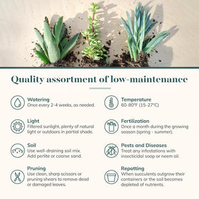 Shop Succulents Endless Summer wedding-favors mini succulents for elegant decor and gifts.