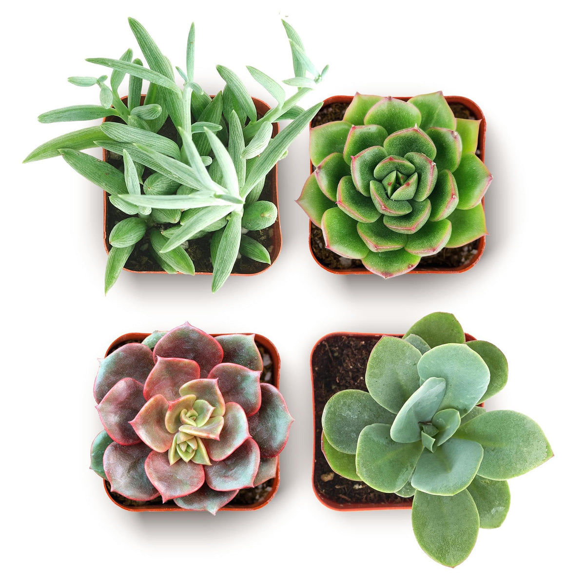 Shop Succulents Everything Mini Pack close-up shows vibrant, easy-care plants for home decor.